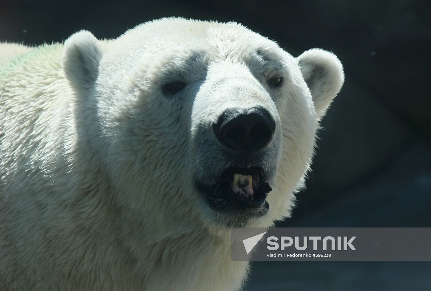 Polar bear in the Moscow Zoo