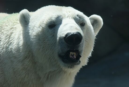 Polar bear in the Moscow Zoo