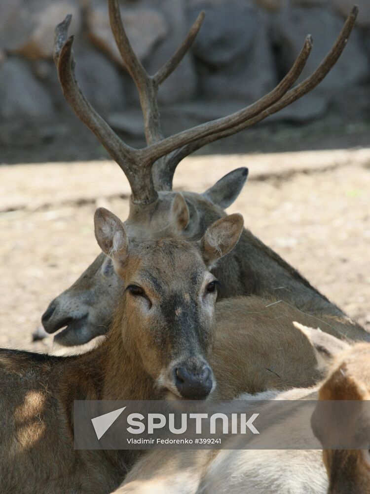 Milu in the Moscow Zoo