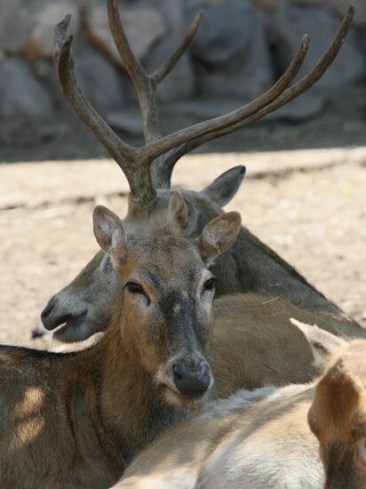 Milu in the Moscow Zoo