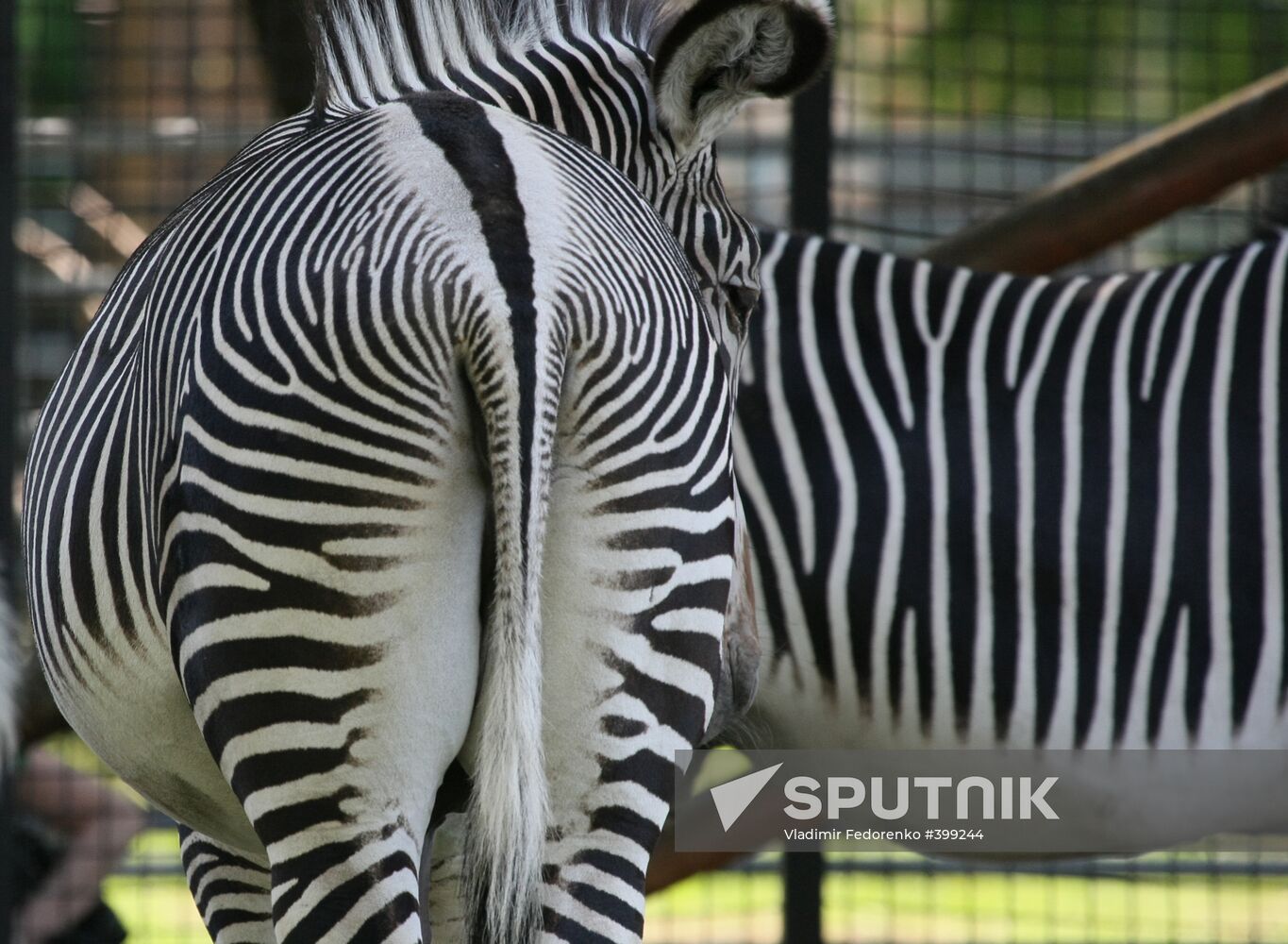 Zebras in the Moscow Zoo