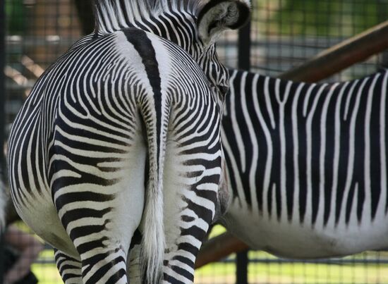 Zebras in the Moscow Zoo