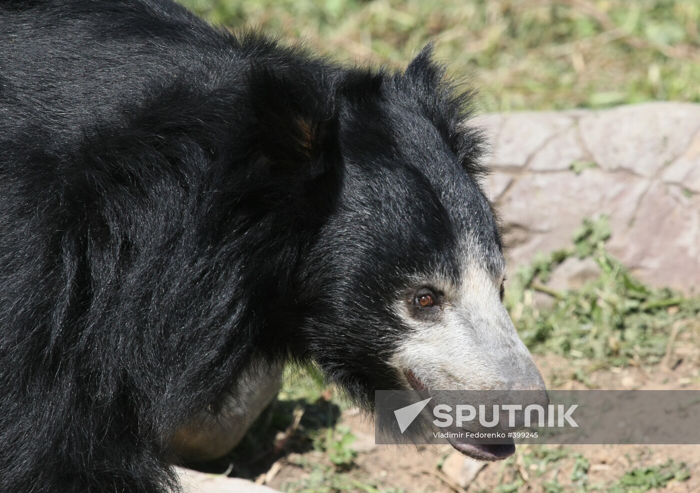 Sloth-bear in the Moscow Zoo