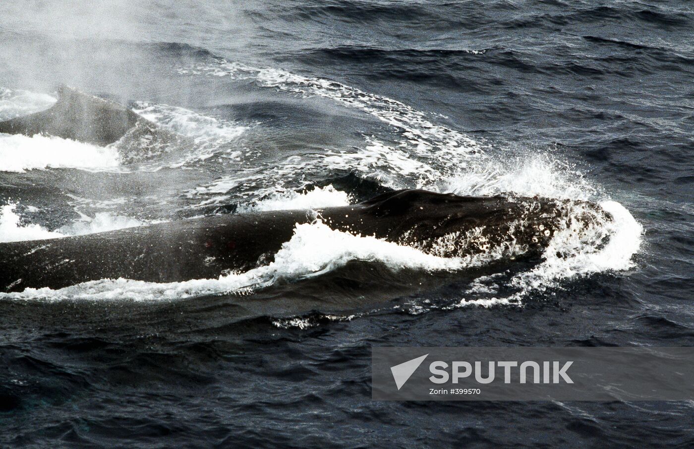 Humpback whale