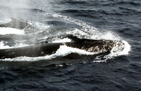 Humpback whale