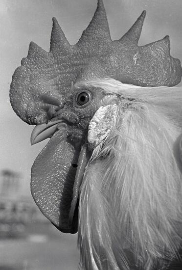 COCK HEAD COMB