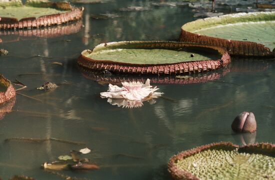 VICTORIA REGIA WATER LILY 