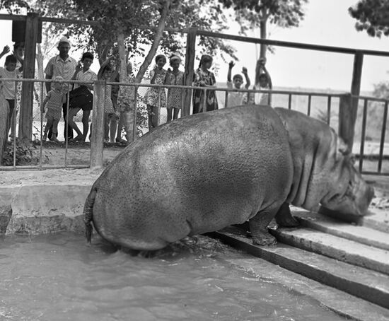 ZOO HIPPOPOTAMUS