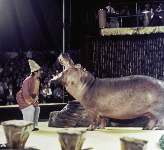 TRAINER ISAAKYAN HIPPOPOTAMUS CIRCUS
