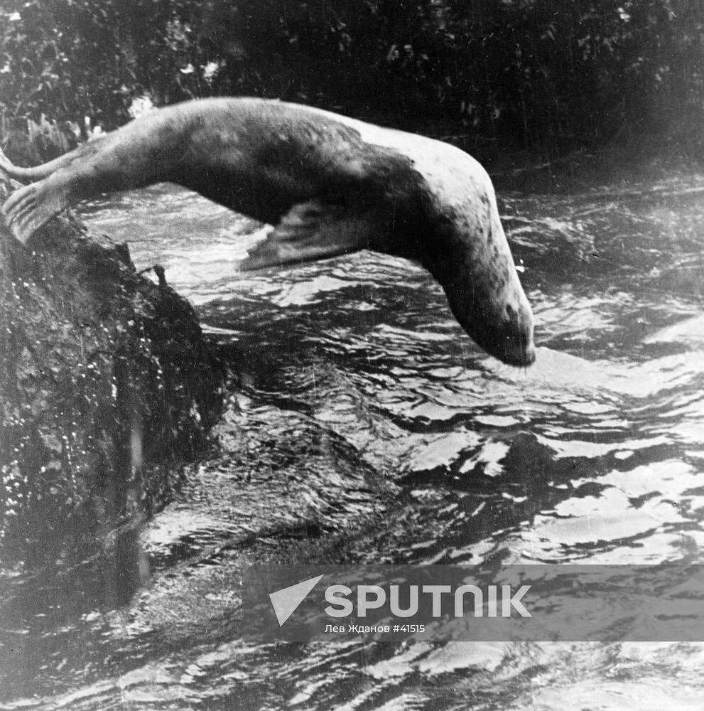 EARED SEAL JUMP ROCKS