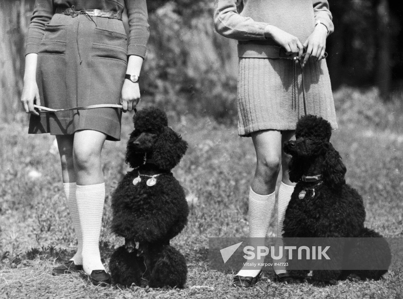 DOGS EXHIBITION POODLES