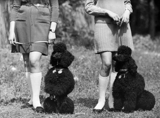 DOGS EXHIBITION POODLES