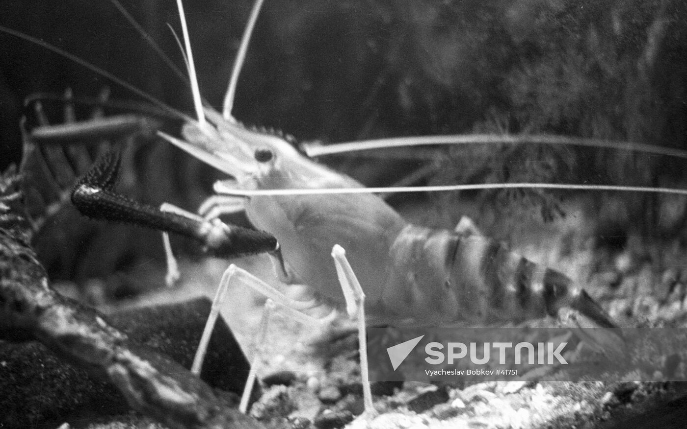 SHRIMP AQUARIUM