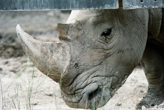 RHINOCEROS ZOO