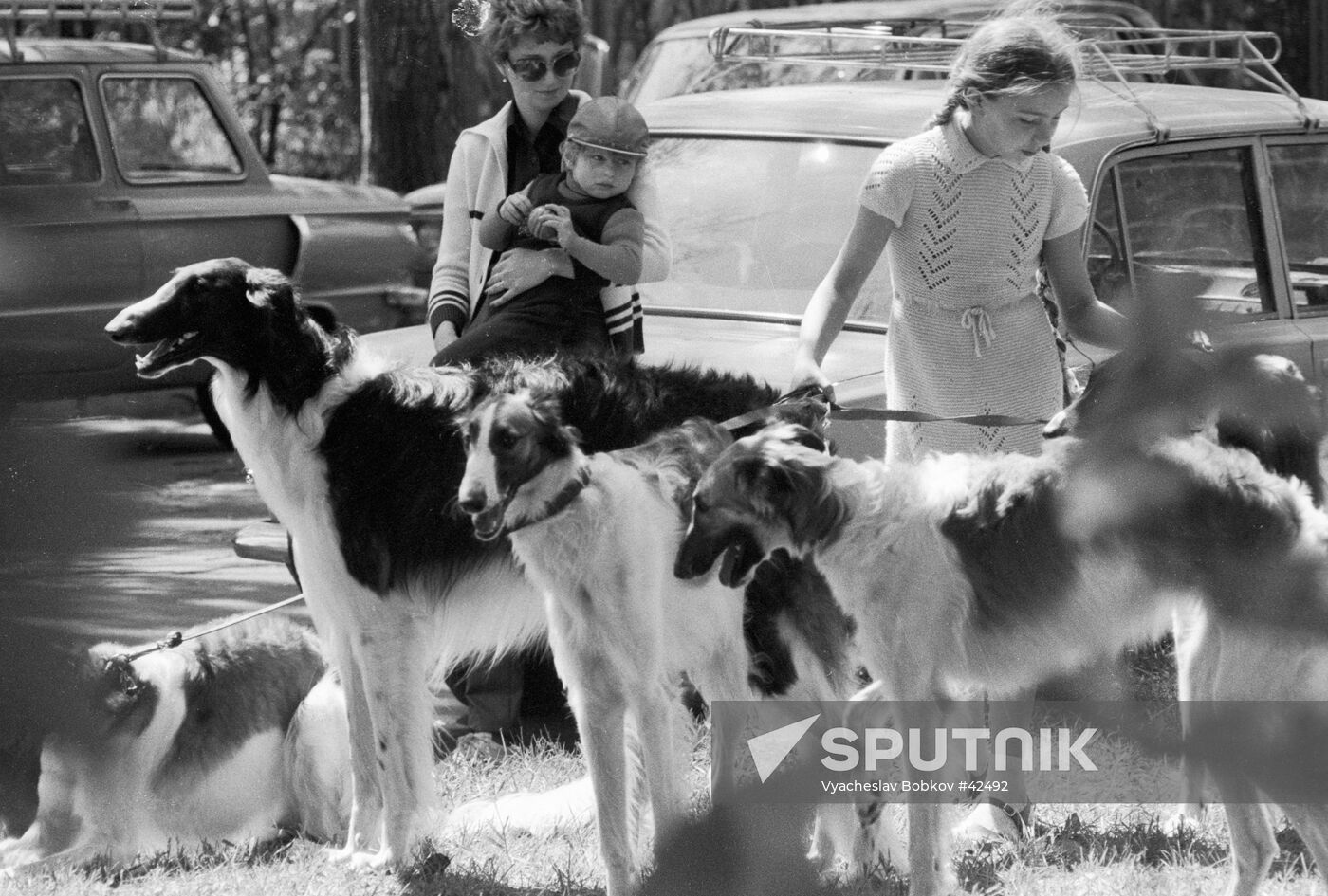 EXHIBITION HUNTING DOGS RUSSIAN BORZOI KIEV