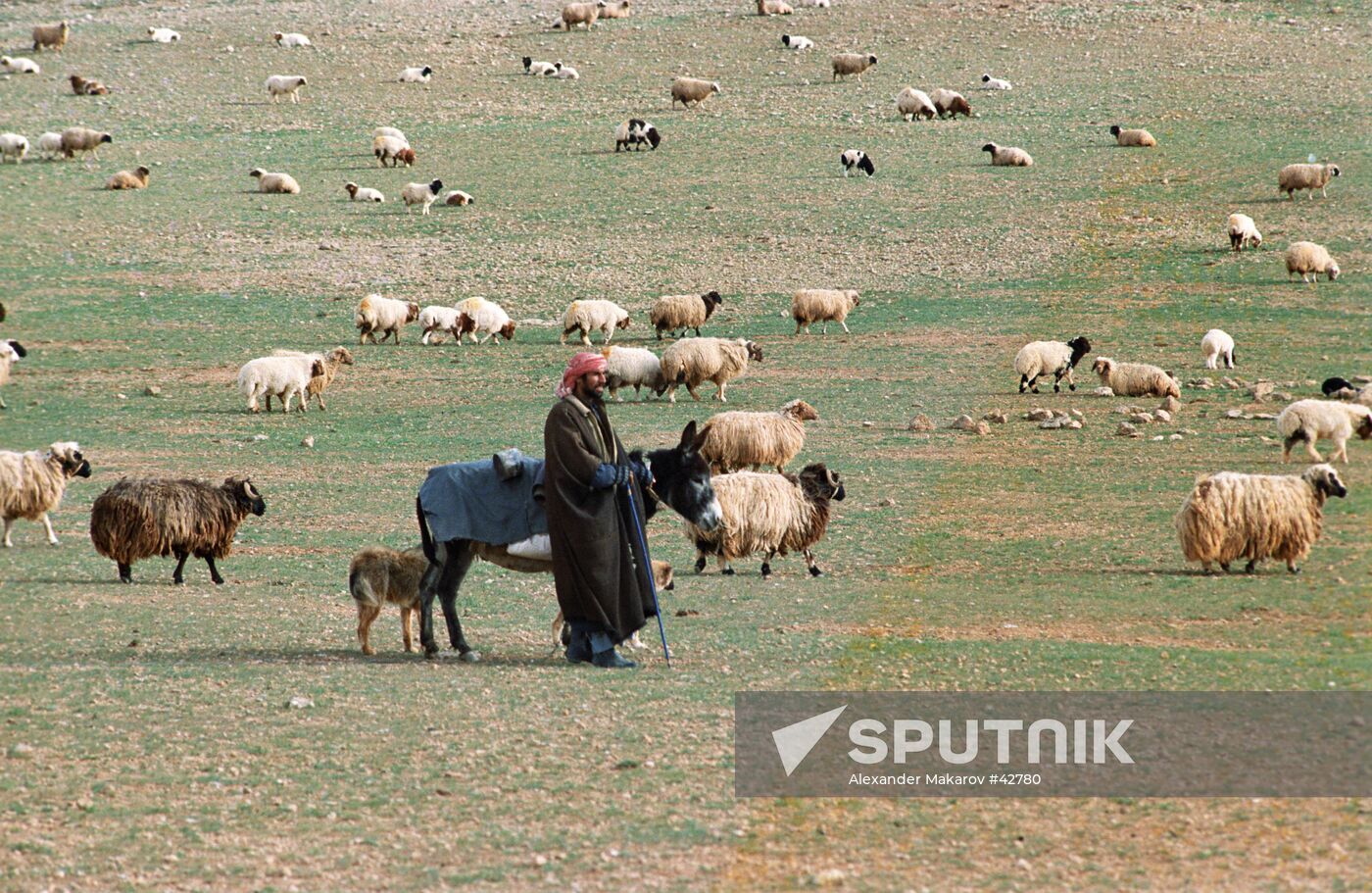 SHEEP PASTURING SYRIA