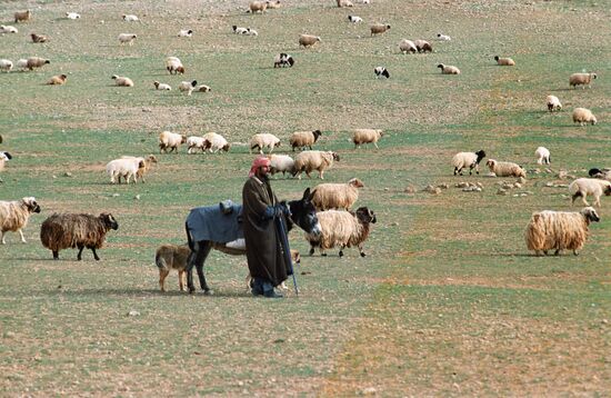 SHEEP PASTURING SYRIA