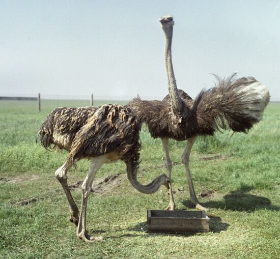OSTRICHES