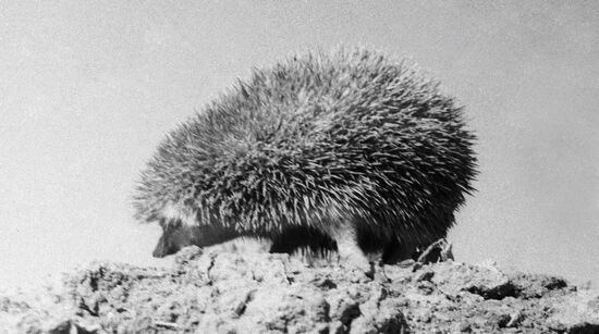 HEDGEHOG