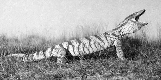 DESERT MONITOR