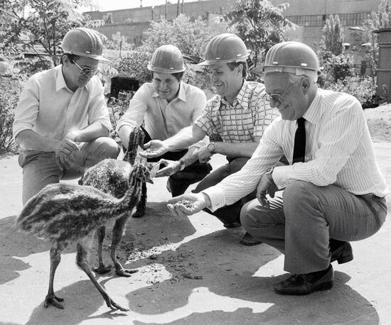 EMPLOYEES PLANT OSTRICH CHICKS