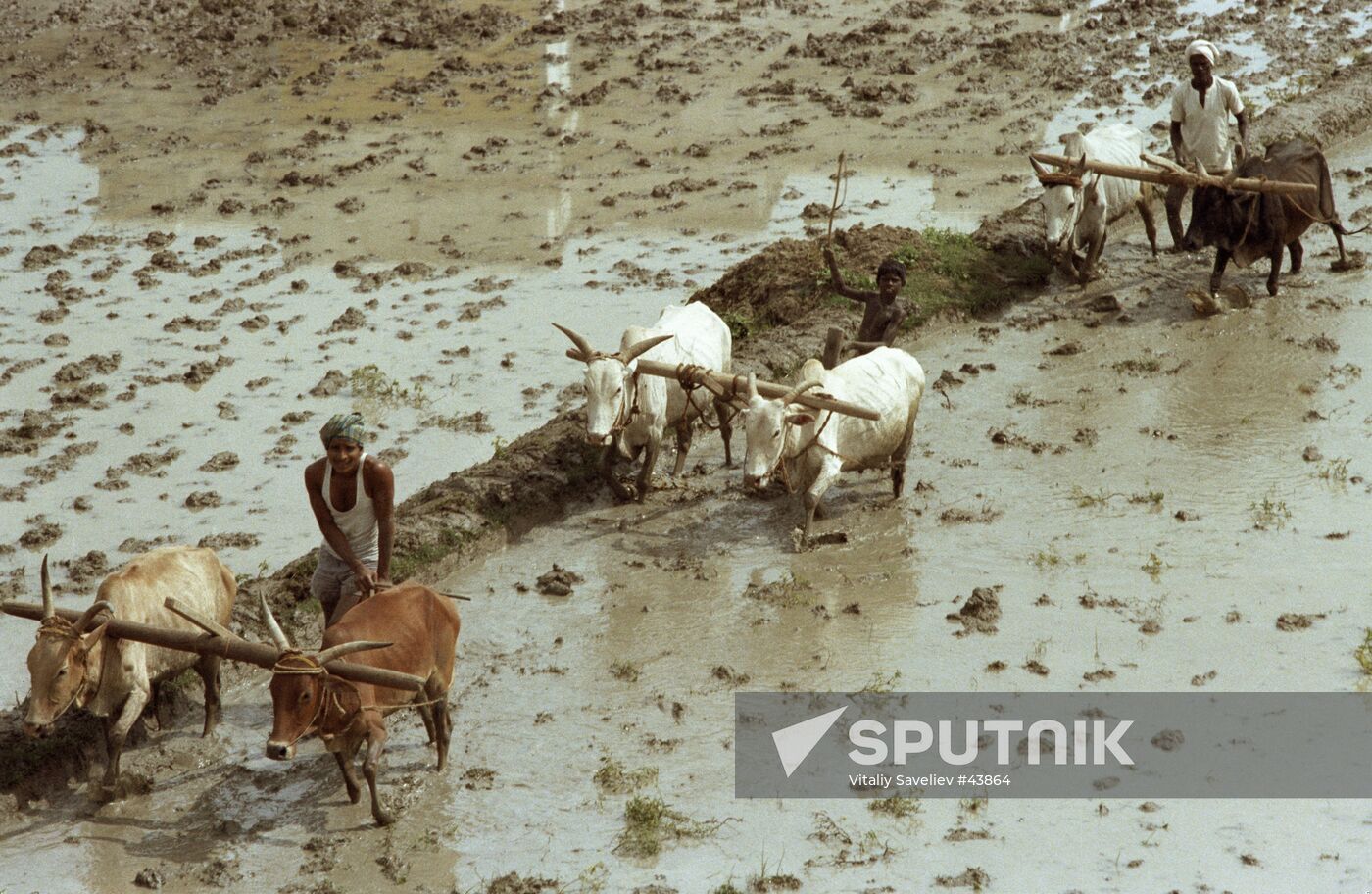 RICE FIELD