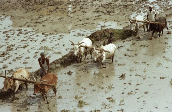 RICE FIELD