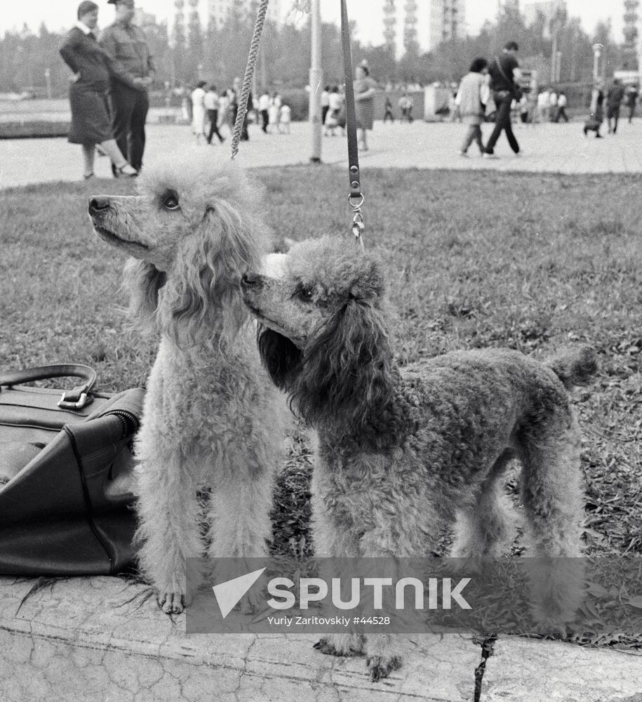 DOG POODLE