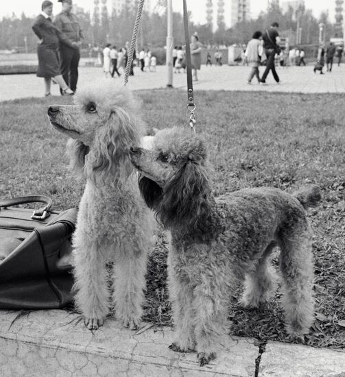 DOG POODLE