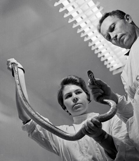 LABORATORY SNAKES VENOM STAFF COBRA