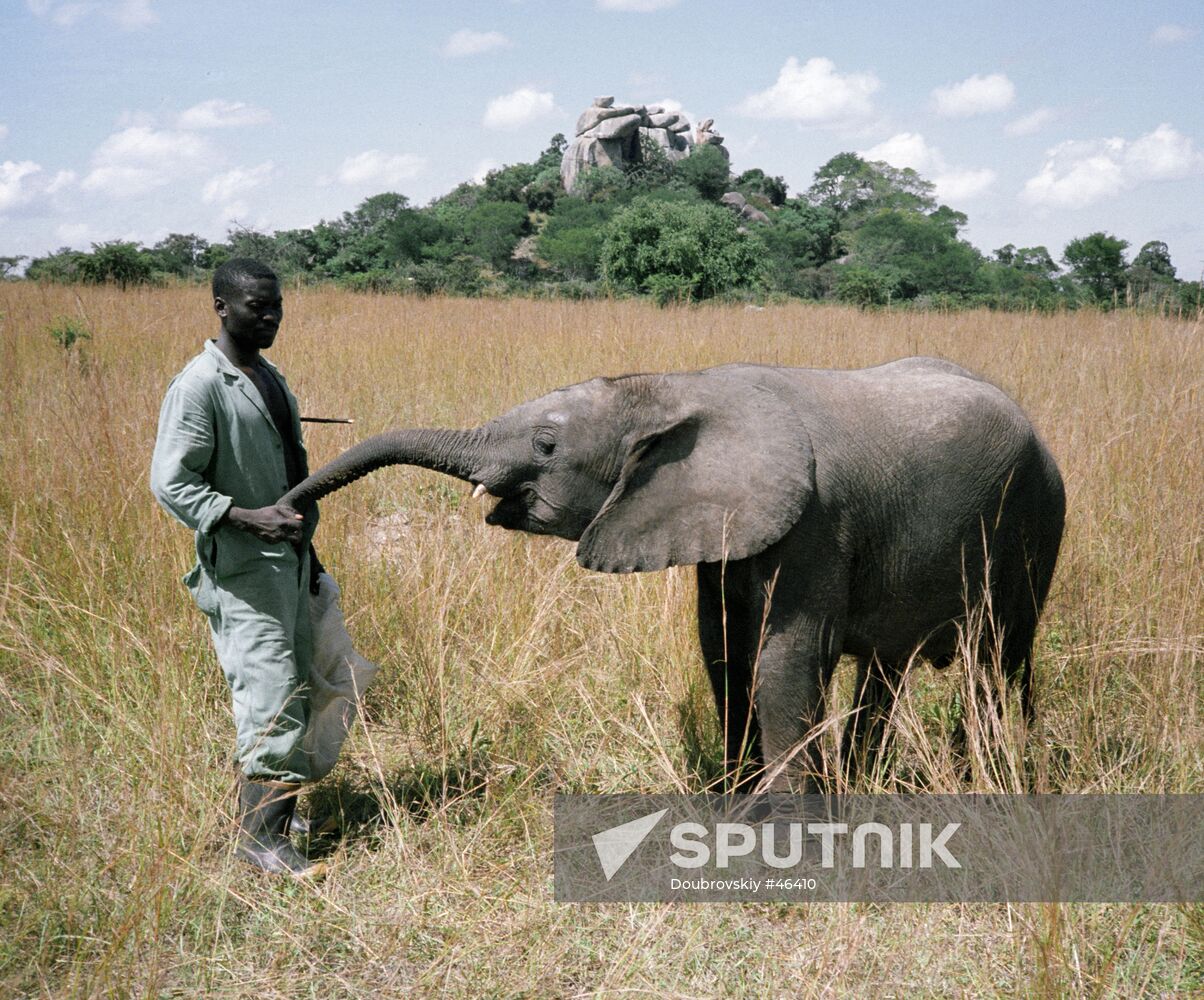 CHOBE NATURE RESERVE ELEPHANT CALF