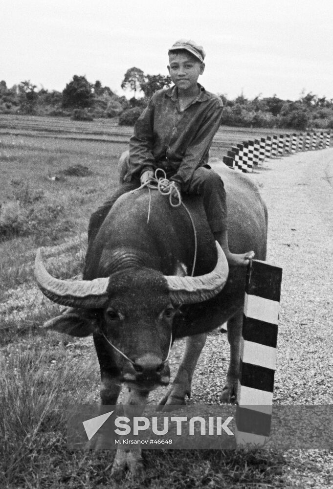 CHILD BUFFALO