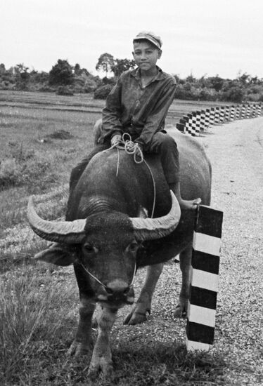 CHILD BUFFALO