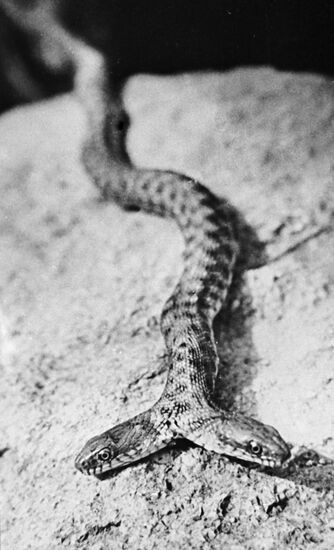 GRASS SNAKE MUTANT TWO HEADS