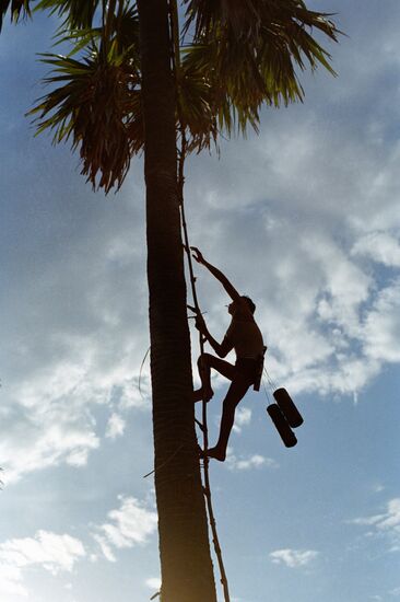 CAMBODIA JUICE SUGAR PALM TREE