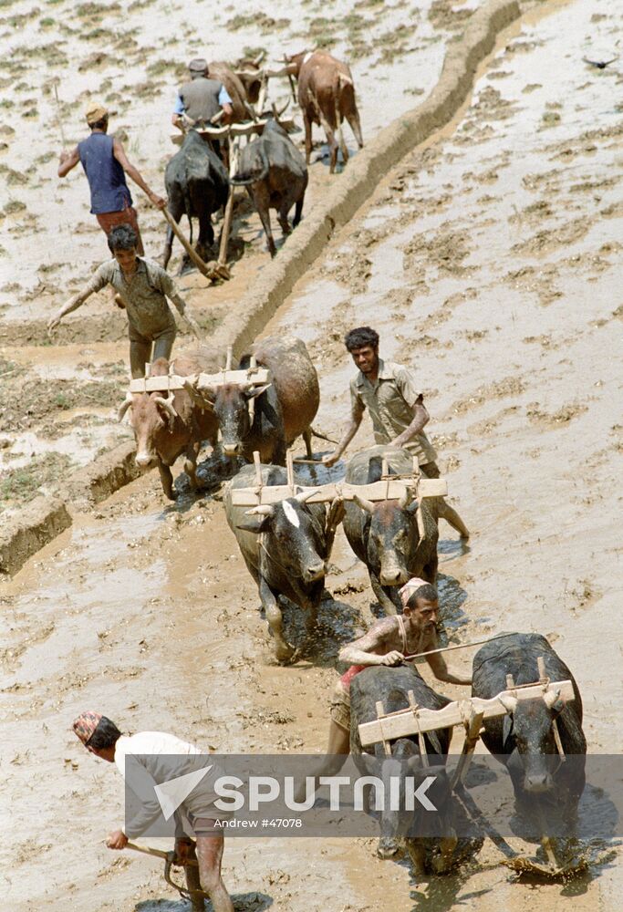 RICE FIELDS NEPAL