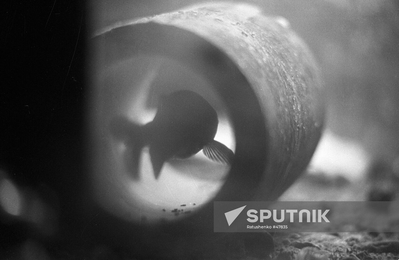 STUDYING BEHAVIOR FISH EARTHQUAKE