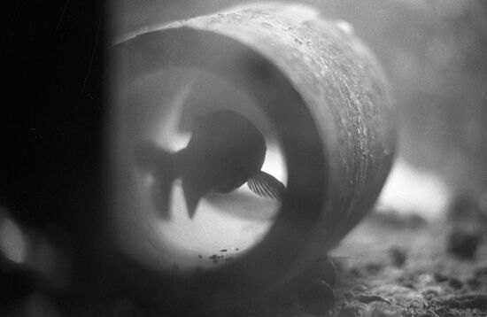 STUDYING BEHAVIOR FISH EARTHQUAKE