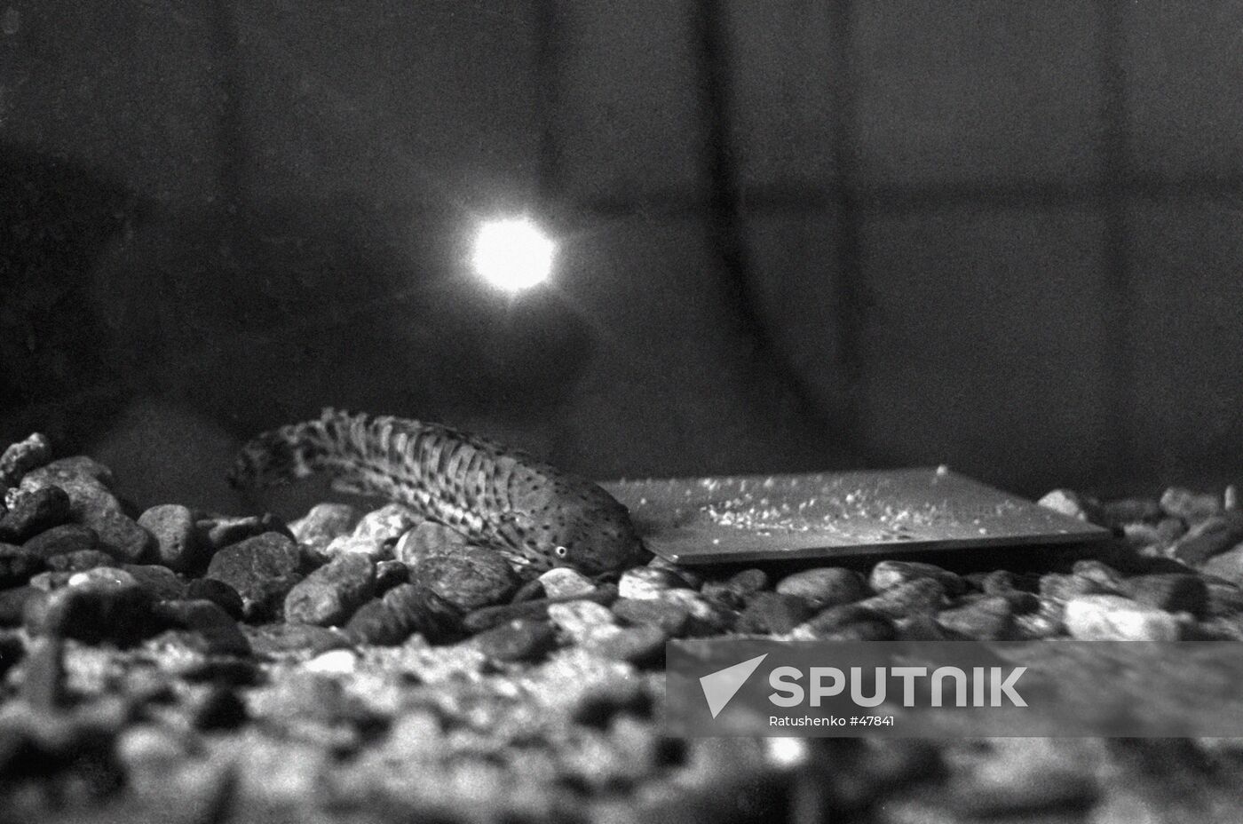 STUDYING BEHAVIOR FISH EARTHQUAKE