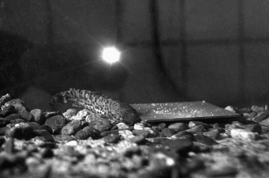 STUDYING BEHAVIOR FISH EARTHQUAKE