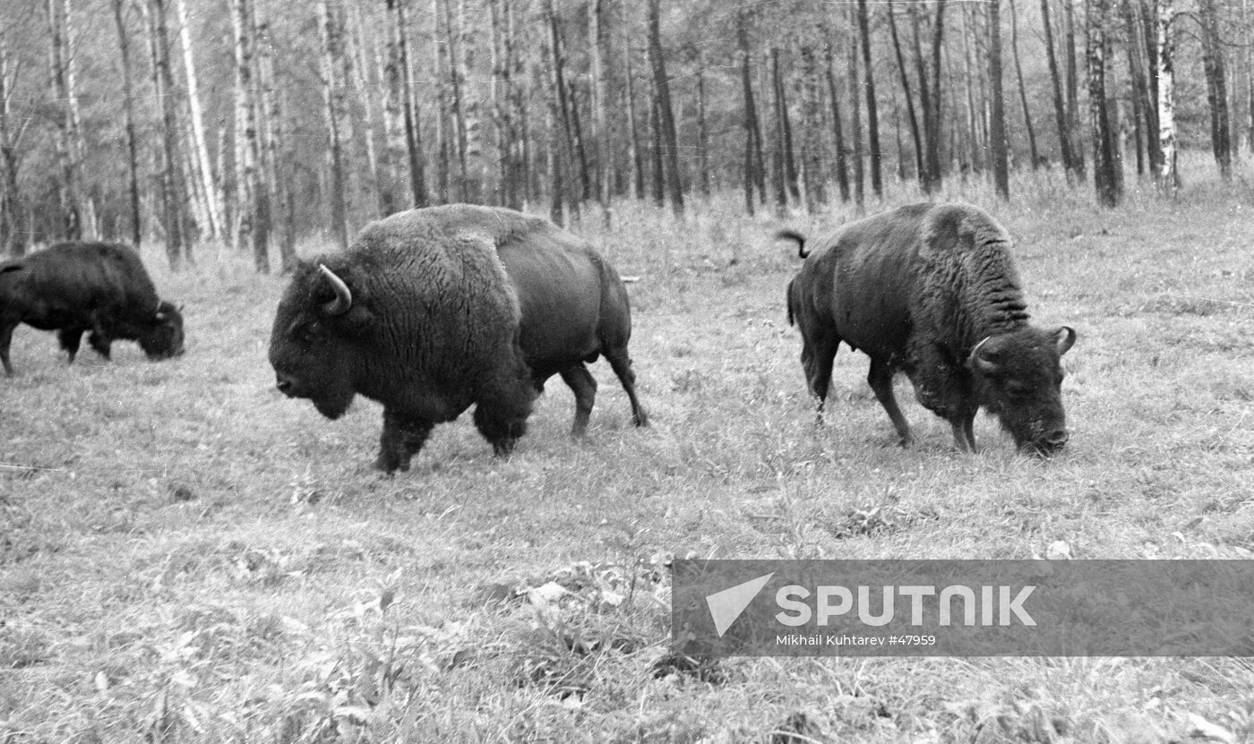 BUFFALOS