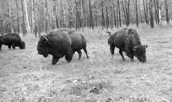 BUFFALOS