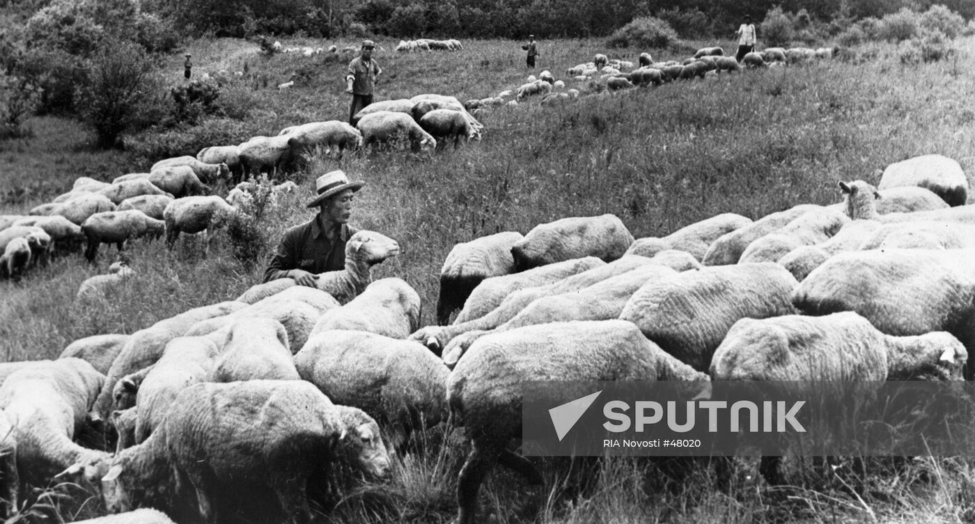 SHEPHERD SHEEP KOREA