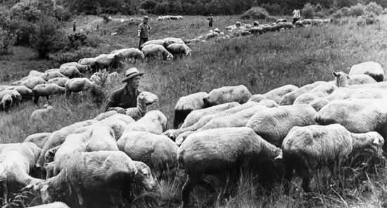 SHEPHERD SHEEP KOREA