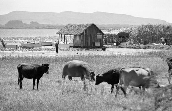 HIPPOPOTAMUS COWS PASTURE