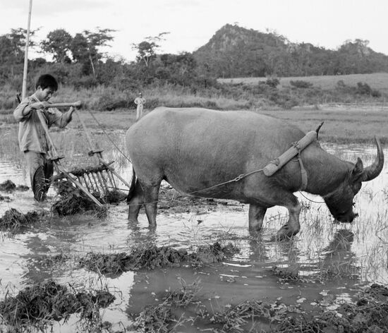 PADDY PLOUGHMAN
