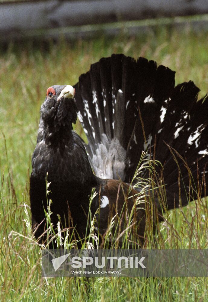 WOOD GROUSE NATURE PRESERVE