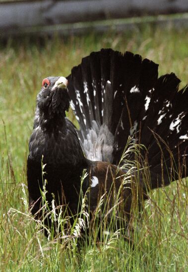 WOOD GROUSE NATURE PRESERVE