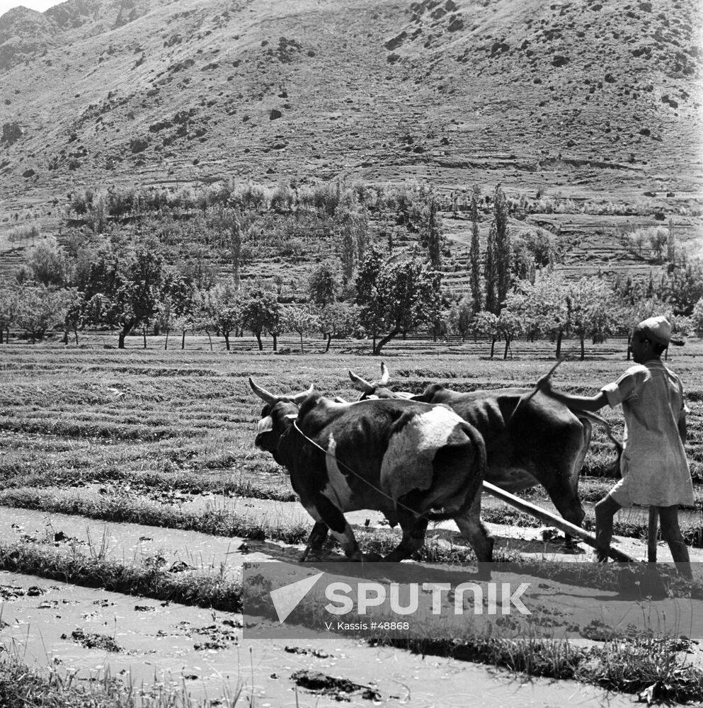 BUFFALO PLOW PEASANT FIELD 