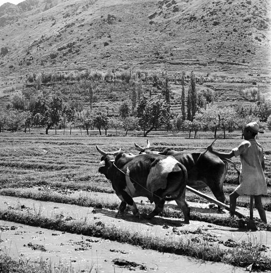 BUFFALO PLOW PEASANT FIELD 